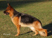 public/dog_images/663/1721214497.Jalmari vom Hühnegrab.jpg